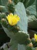 cactus in bloei